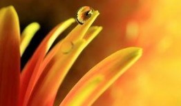 露珠在线观看,揭秘网络直播的魅力与挑战